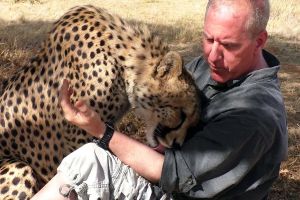 ▲攝影師道爾夫一頭栽進獵豹的世界（圖／FB＠The Cheetah Whisperer）