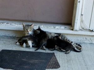 ▲喂人類！給我好好照顧牠們喔！ (圖/Alley Cat Rescue)
