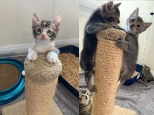 ▲每天都很認真在搗蛋，非常活潑好動～(圖/Alley Cat Rescue)