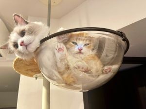 ▲日本網友家養有兩隻貓，今天介紹的是被壓在底下的小橘貓。（圖／Twitter帳號：guri317gura704）