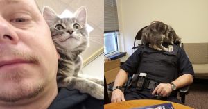 小貓被當鬥狗誘餌　獲救後收服員警的心當上喵警官
