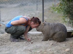 ▲Sleepy Burrows Wombat Sanctuary收容了許多沒有被善待的袋熊，在這裡每隻袋熊都擁有幸福的生活。(圖/Facebook@SleepyBurrows)