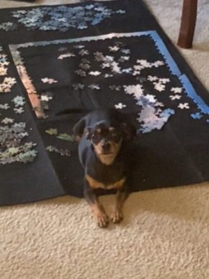 愛犬在外聞垃圾!媽帶回家驚見牠沒出門愣:複製貼上? ▲女飼主蒂雅養了一隻吉娃娃米克斯「Reese瑞絲」。(圖/tiktok帳號@reesebeltonandco)