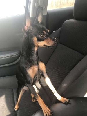 愛犬在外聞垃圾!媽帶回家驚見牠沒出門愣:複製貼上? ▲日前蒂雅與先生下班回家時,在公寓附近竟然看見「瑞絲」在聞垃圾桶,呼喚牠後牠立刻跳上車一起回家。(圖/tiktok帳號@reesebeltonandco)