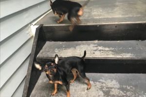 愛犬在外聞垃圾!媽帶回家驚見牠沒出門愣:複製貼上? ▲兩隻狗狗的體型與長相幾乎一模一樣,難怪蒂雅搞烏龍啦!(圖/tiktok帳號@reesebeltonandco)