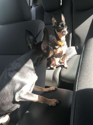 愛犬在外聞垃圾!媽帶回家驚見牠沒出門愣:複製貼上? ▲這隻「冒牌瑞絲」一點都不緊張,十足的自來熟!(圖/tiktok帳號@reesebeltonandco)