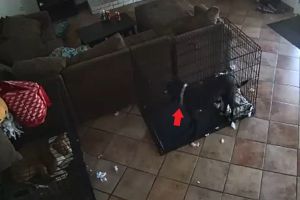 監視器拍到狗對空氣狂叫!詭異「項圈鬆開」牠到嚇縮角落 ▲黑狗脖子上的項圈突然自己脫落!(圖/tiktok帳號@shannyfantg)