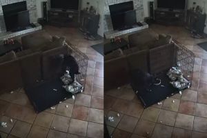 監視器拍到狗對空氣狂叫!詭異「項圈鬆開」牠到嚇縮角落 ▲黑狗被嚇到縮在角落,不知剛才發生何事!(圖/tiktok帳號@shannyfantg)