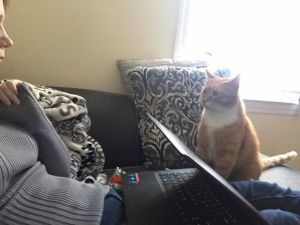 ▲當馬麻在用電腦時，一般的貓咪都會來討摸討關注，但是威爾柏只是一直監督著馬麻。 (圖/imgur@theacaciasteph)