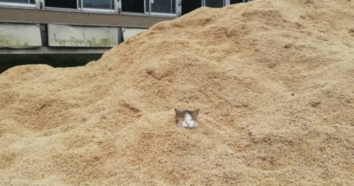 ▲一顆貓頭被發現埋在穀物堆裡（圖／twitter@3Zw9lrwMusCABpH）