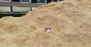 穀物堆驚見埋「謎樣貓頭」　網友笑翻：做沙浴的概念？
