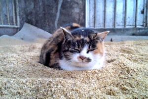 ▲@mikyam1106：我這裡的貓咪也喜歡稻穀！（圖／twitter@mikyam1106）