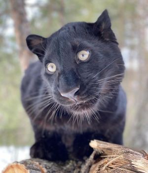 ▲黑豹露娜從小因為特別因素由人類飼養長大，馬麻維多莉亞特地開設網路帳號紀錄牠的生活日常。（圖／IG帳號luna_the_pantera）