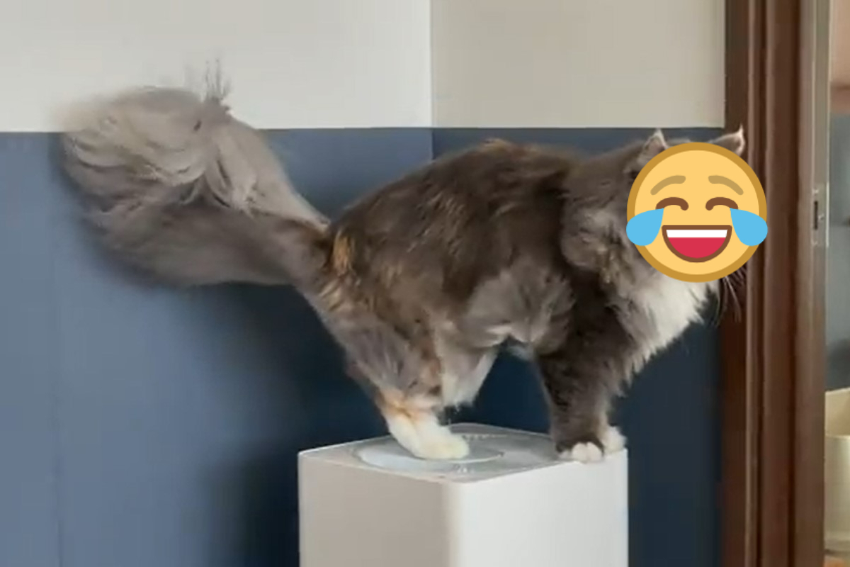 ▲日本一隻緬因貓站在空氣清淨機上「狂吹風」引起網友熱議。（圖／Twitter帳號okakitodaifuku）