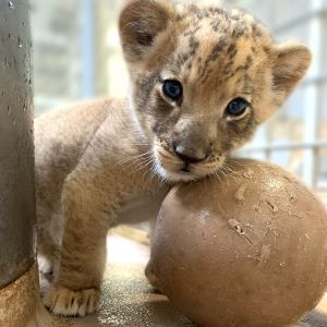 ▲丹佛動物園最近讓出生近兩個月的小獅子亮相，引起許多大貓迷的關注！（圖／FB@Denver Zoo）