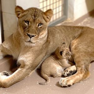 ▲幼獅與同父異母的姐姐Kamara也相處得很好（圖／FB@Denver Zoo）