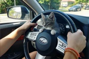 自來小貓求包養　上車竟霸佔方向盤賣萌：要怎麼開車？
