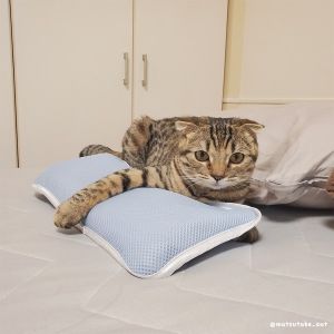 ▲松茸：床跟枕頭94偶的好朋友啦！（圖／Twitter帳號matsutake_cat）