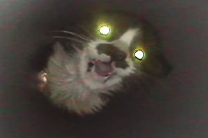 ▲一隻黑白小貓被困在通風口裡（圖／翻攝自FB@SBS TV동물농장x애니멀봐）