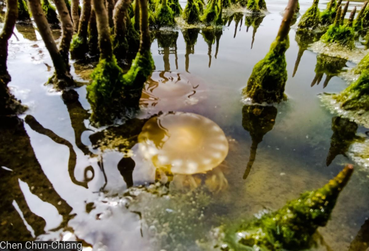倒立水母再現林園海洋濕地公園