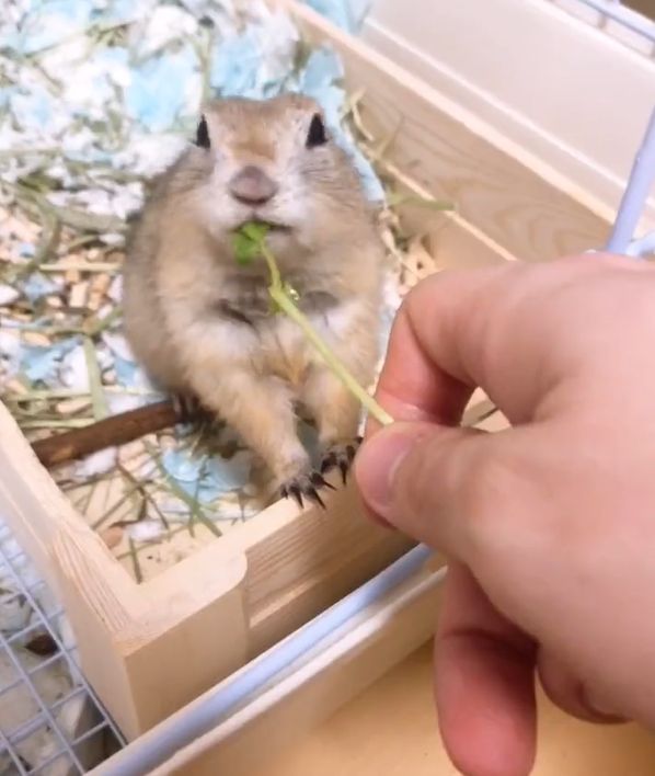 ▲鼠寶：謝謝主人餵我吃豆芽！讓我為您獻上一技。（圖／Twitter帳號：SMeeegr）