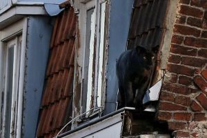 屋頂驚見大貓慵懶逛大街　發現是黑豹民眾全嚇呆！
