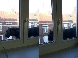 ▲民眾發現一隻黑貓在2樓屋頂閒晃，可是這隻貓好像有點大？(圖/Twitter@antonbundle)