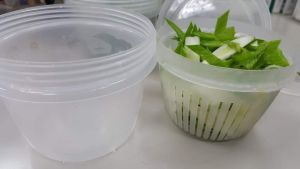 原PO使用了這個方法,一周後蔥的模樣仍非常翠綠。(圖/取自臉書社團廚藝公社) ▲ 原PO使用了這個方法,一周後蔥的模樣仍非常翠綠。(圖/取自臉書社團廚藝公社)
