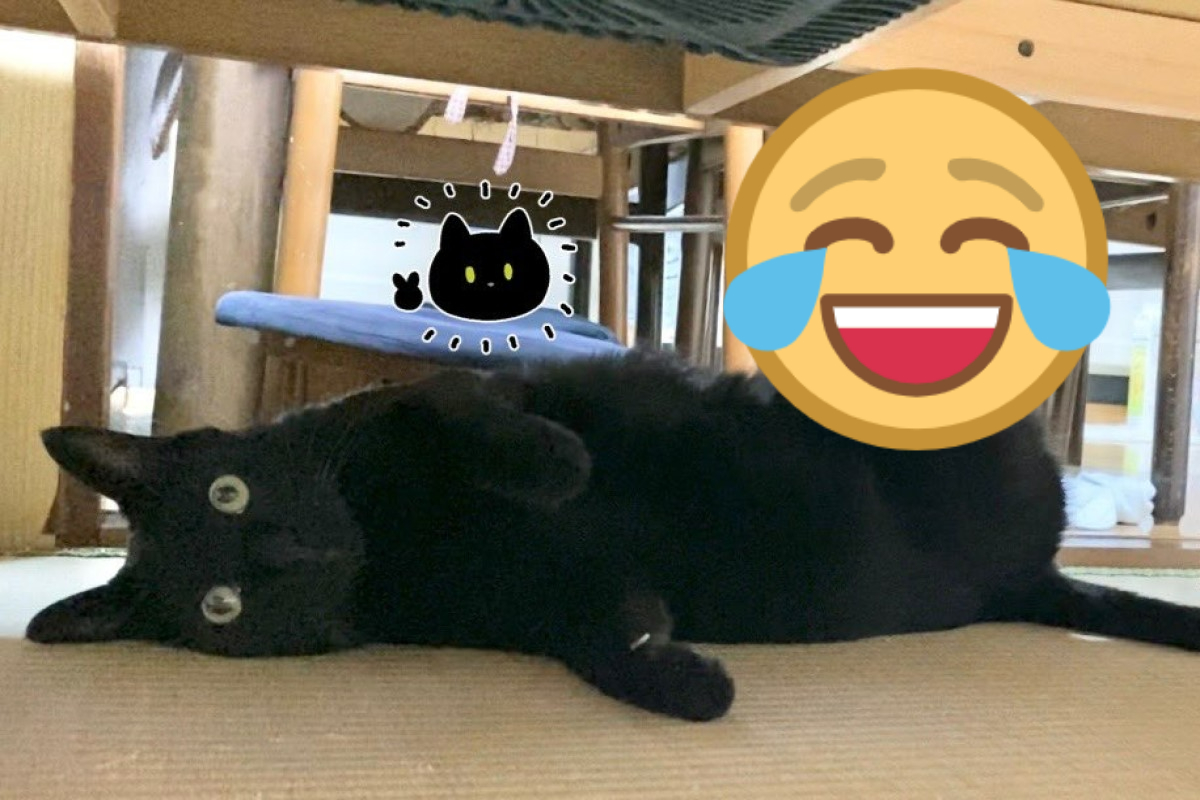 ▲日本一名飼主發現自家黑貓在桌底下做「這動作」直呼太放鬆了！（圖／twitter帳號bou128）