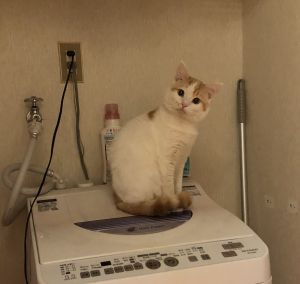 ▲貓咪坐在洗衣機上，對著奴才微微歪頭。（圖／Twitter帳號：chikuwamaguro）