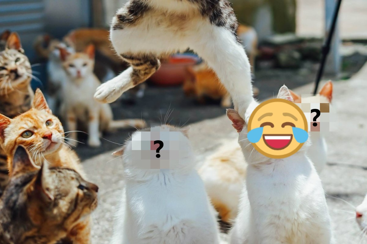 ▲日本一名推主分享一張非常有張力的貓咪照片，引起網友熱議。（圖／twitter帳號tatuya01）