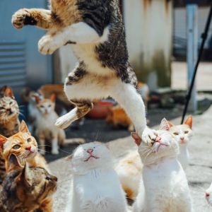 ▲照片中，一隻三花虎斑貓在跳躍的瞬間，一腳不小心踩在一隻白貓臉上，旁邊有許多貓咪在圍觀！（圖／twitter帳號tatuya01）
