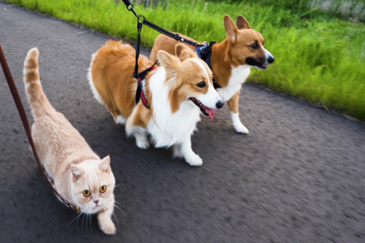 ▲日本一隻曼斥肯貓與一對柯基兄妹很喜歡到戶外散步。（圖／twitter帳號muchi21067312）