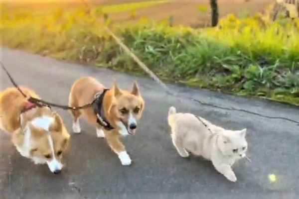 ▲這天貓咪「Totoro」與柯基兄妹「Chi」、「Mu」一起散步。（圖／twitter帳號muchi21067312）