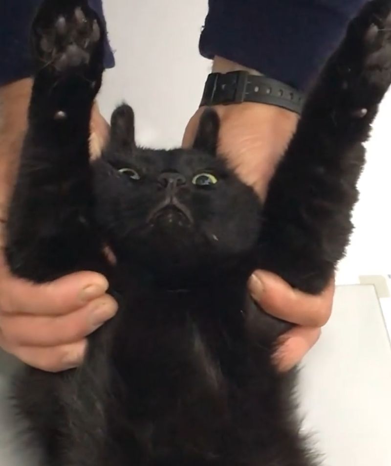 ▲這隻黑貓便是今天要介紹的親吻狂魔。（圖／Instagram帳號：zikrettinn） 