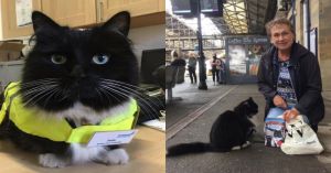 黑白貓為車站除害蟲迎旅客　晉升高級專員獲終身俸
