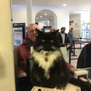 ▲費利克斯一天的工作從櫃檯開始，為旅客銷售車票（圖／FB@Felix the Huddersfield Station Cat）