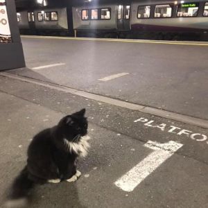 ▲不時要到月台巡視，確保所有車輛正常營運（圖／FB@Felix the Huddersfield Station Cat）