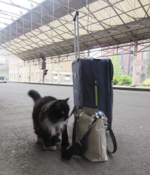 ▲為旅客找尋遺落的行李（圖／FB@Felix the Huddersfield Station Cat）