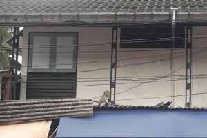 屋頂驚見「綁架案」　猴子抱緊緊小貓路人喊：放開牠！
