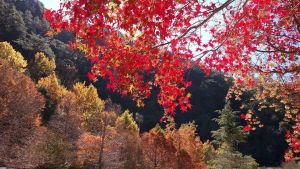 ▲秋天的武陵農場可說是色彩斑斕，有紅橙橙的楓葉林以及落羽松林，還有金黃色的銀杏森林。（圖／KLOOK提供）