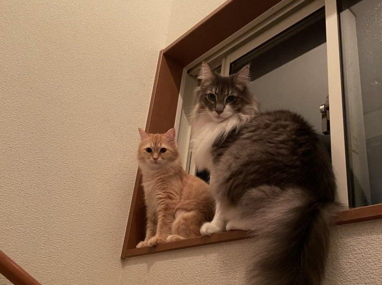 ▲網友家養的兩隻貓，是夫妻倆的心靈支柱。（圖／Twitter帳號：NEKOLAND13） 