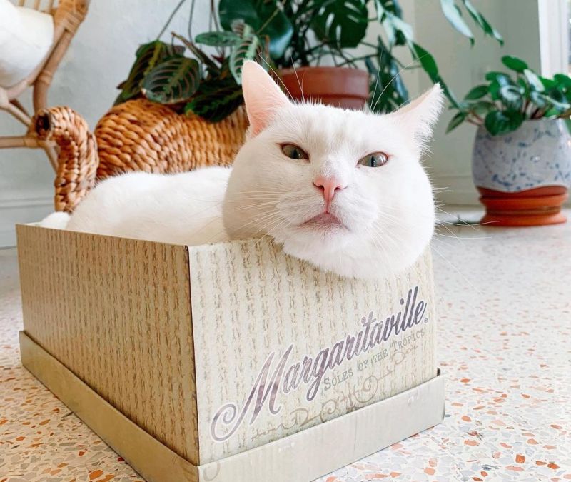 ▲是一隻有著肉肉臉的白色貓咪。（圖／Instagram帳號：thirstytuna）