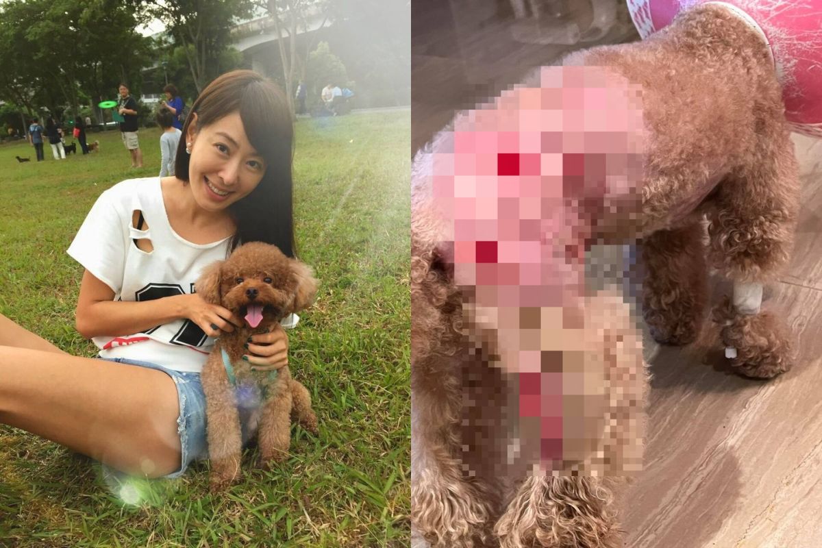▲賈永婕的愛犬「Q比」被惡犬咬到受傷。（圖／賈永婕FB）
