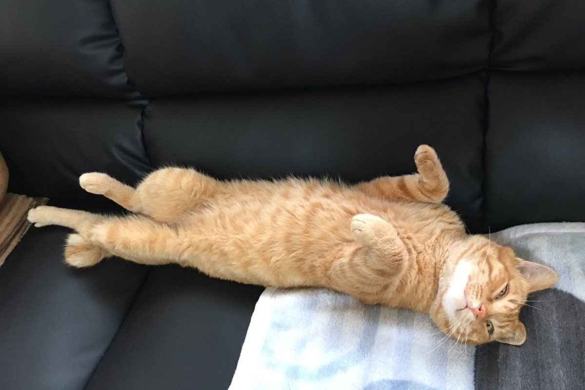 ▲推主從這隻貓咪對人毫無戒心的樣子猜測，應該是被棄養的貓咪，牠一年前開始在這附近出現，偶爾會在推主家門前逗留。 (圖/Twitter@sagoishi)