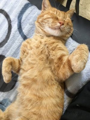 ▲推主從這隻貓咪對人毫無戒心的樣子猜測，應該是被棄養的貓咪，牠一年前開始在這附近出現，偶爾會在推主家門前逗留。 (圖/Twitter@sagoishi)