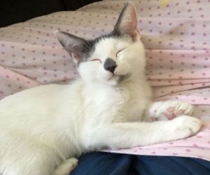 請厭喵爸照顧毛小孩 第三天發貓咪貼臉照笑翻女兒! ▲希拉將與朋友出國旅行一周,但是因為找不到信任的保母,只好將畢魯托給老家的爸媽照顧,讓討厭貓咪的爸爸非常不悅(圖/The Dodo)