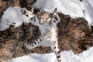 攝影師捕捉大貓在雪地跳躍的超萌動作　雪豹：來跳舞吧！
