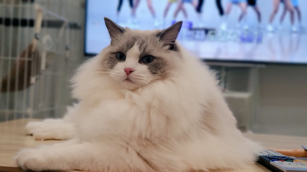 ▲新加坡組屋將可養貓，最快年底前實施。（示意圖／X帳號：roy201108） 