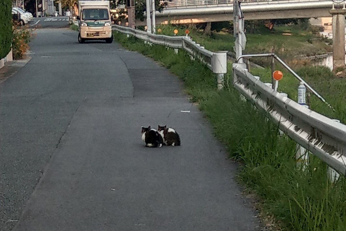 ▲路上貓怎有殘影？原來是2隻「對稱貓」黏緊緊。（圖／Twitter帳號：Tanindamon） 